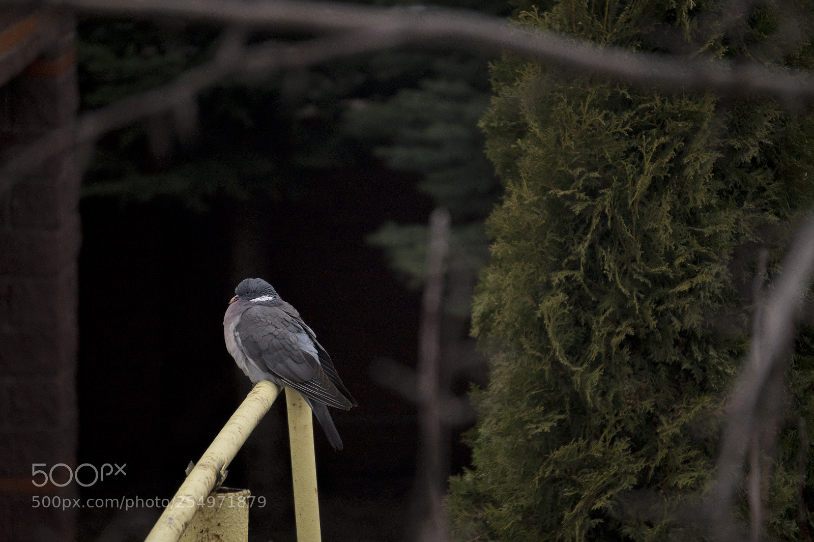 Sony Alpha a3500 sample photo. Hello darkness, my old photography