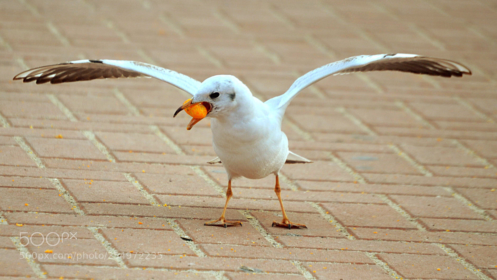 Nikon D3100 sample photo. Seagull photography