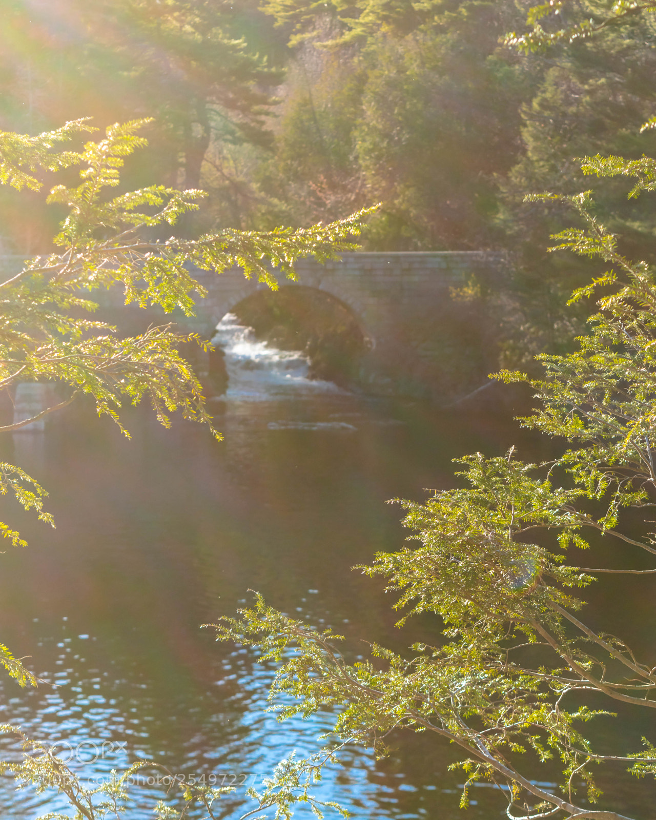 Nikon D5500 sample photo. Foliage bridge photography