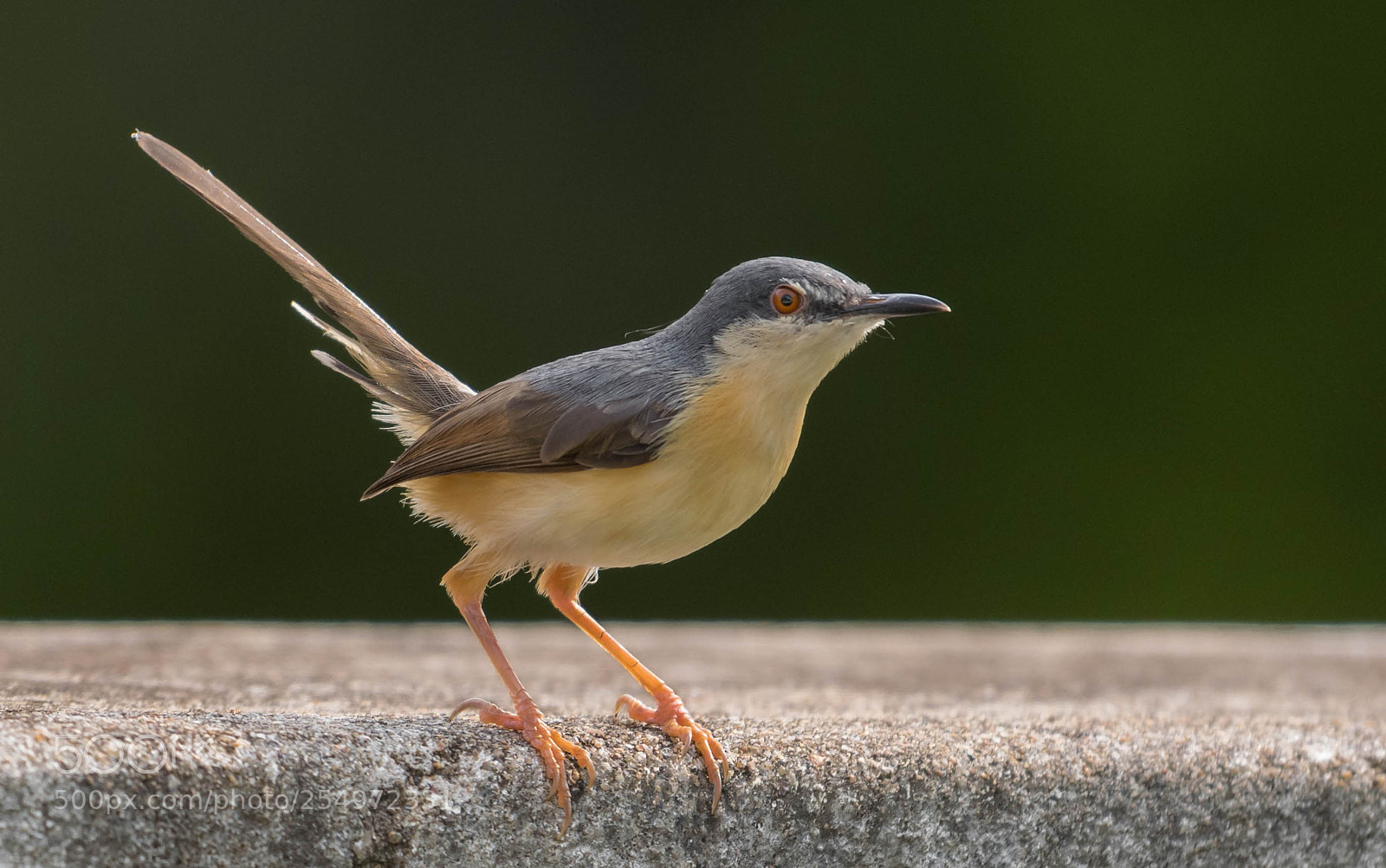 Nikon D5300 sample photo. Ashy prinia photography
