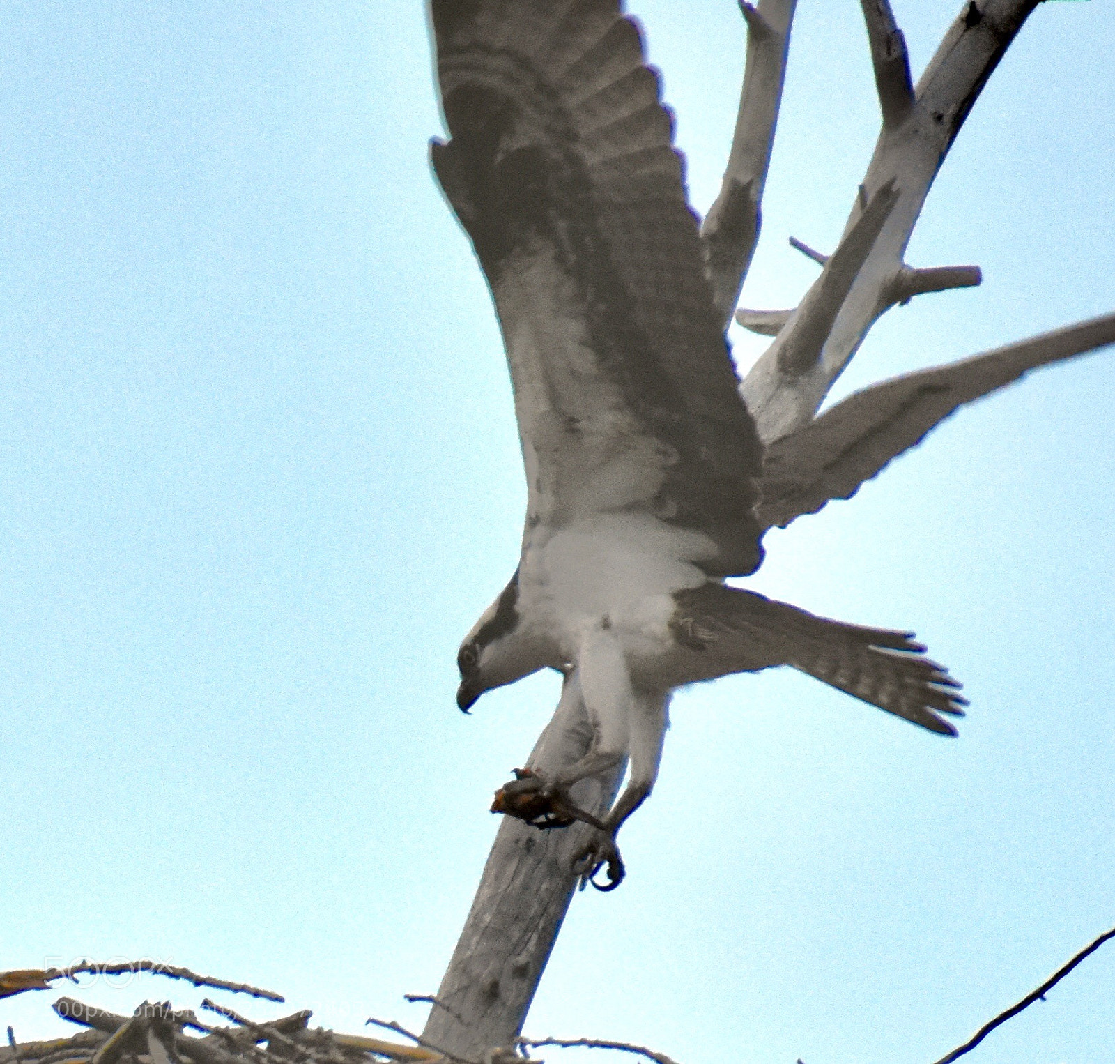Nikon D3400 sample photo. Osprey prey photography