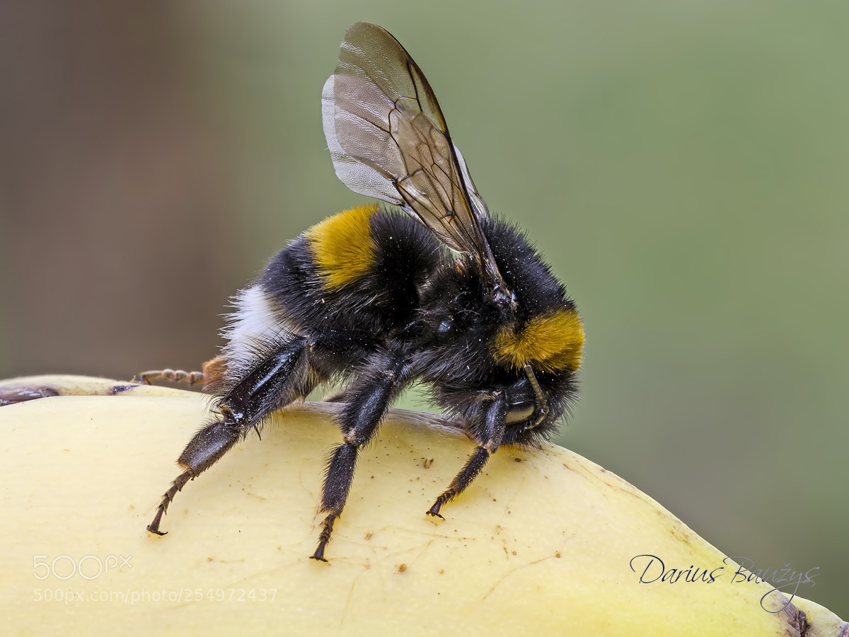 Nikon D7000 sample photo. Bumblebee .. photography