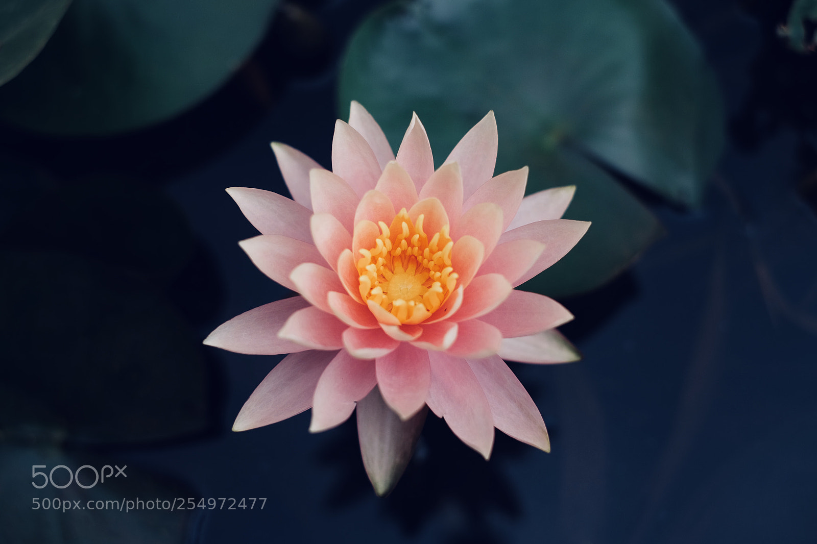 Fujifilm X-T1 sample photo. Untitled photography