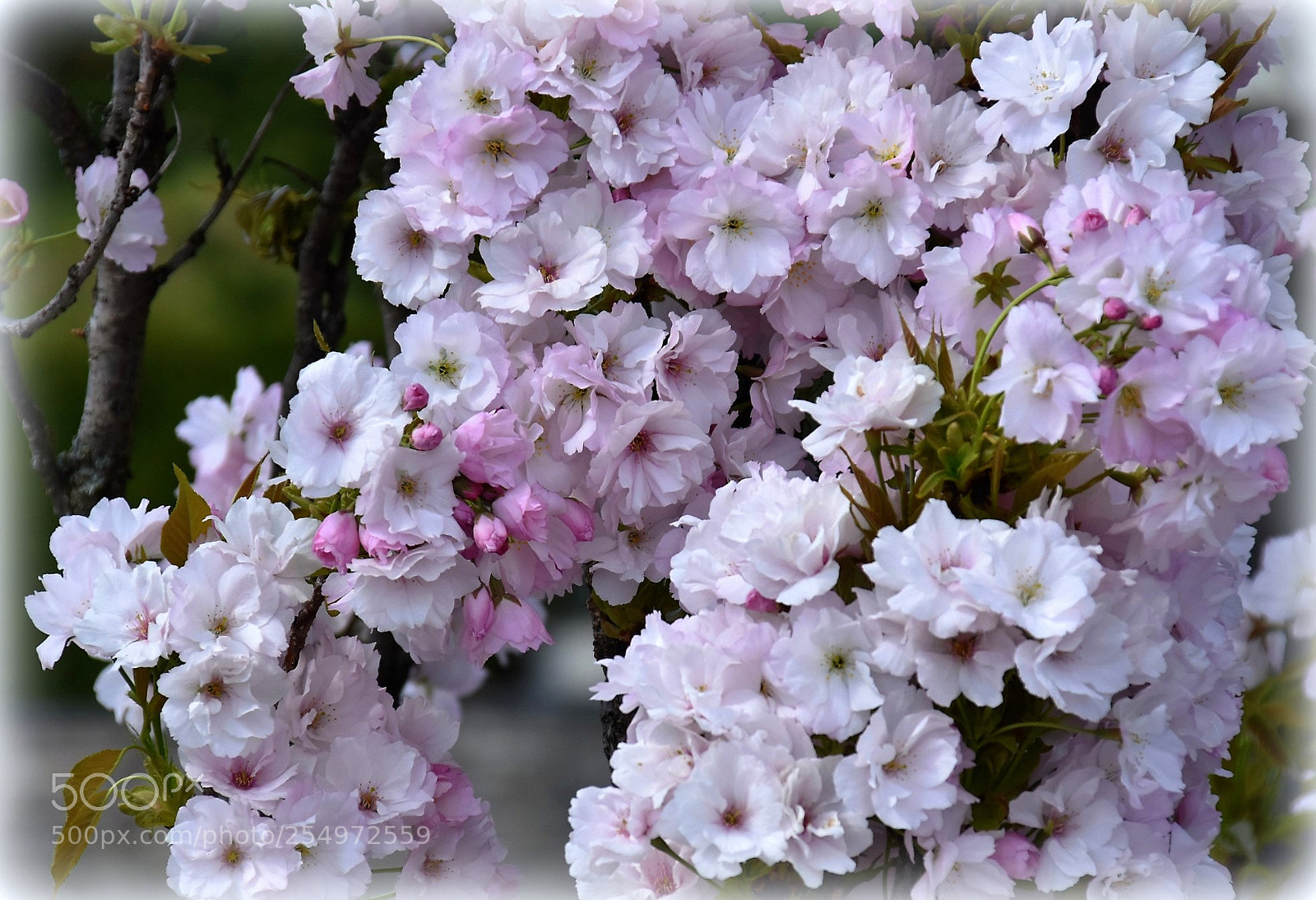 Nikon D7200 sample photo. "sakura" photography