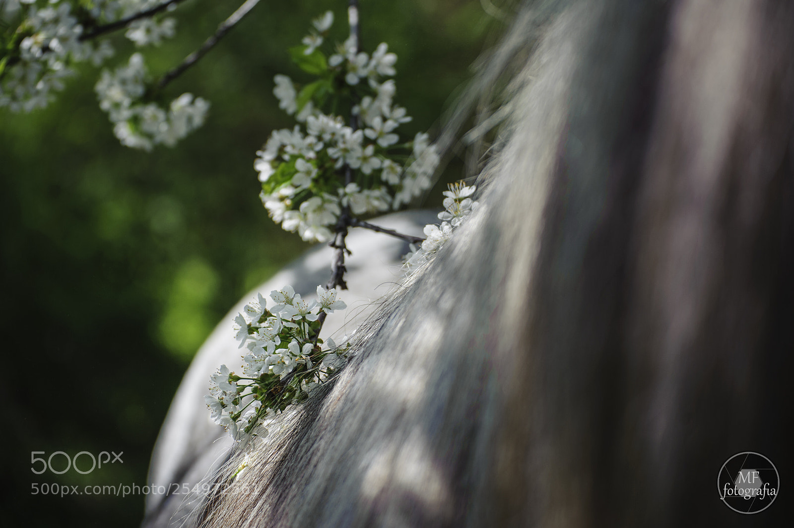 Nikon D700 sample photo. Spring detail photography