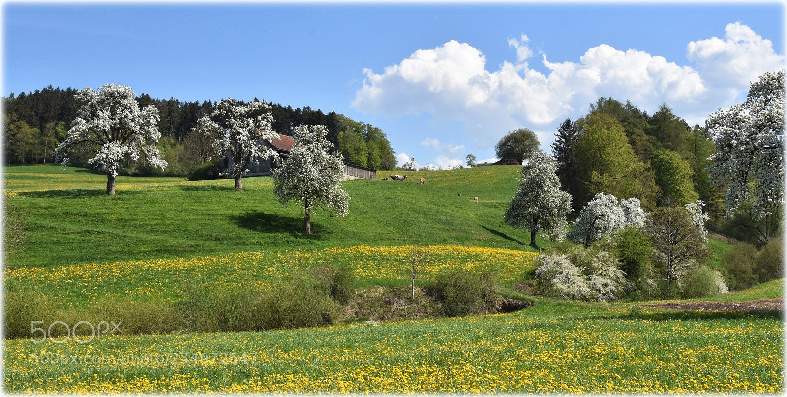 Nikon D7200 sample photo. "blossomscape" photography