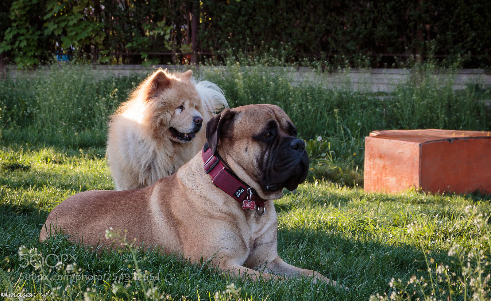 Canon EOS 100D (EOS Rebel SL1 / EOS Kiss X7) sample photo. Good boys posing for photography
