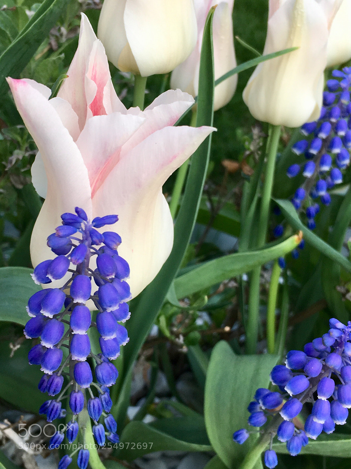 Apple iPhone SE sample photo. Flower power photography
