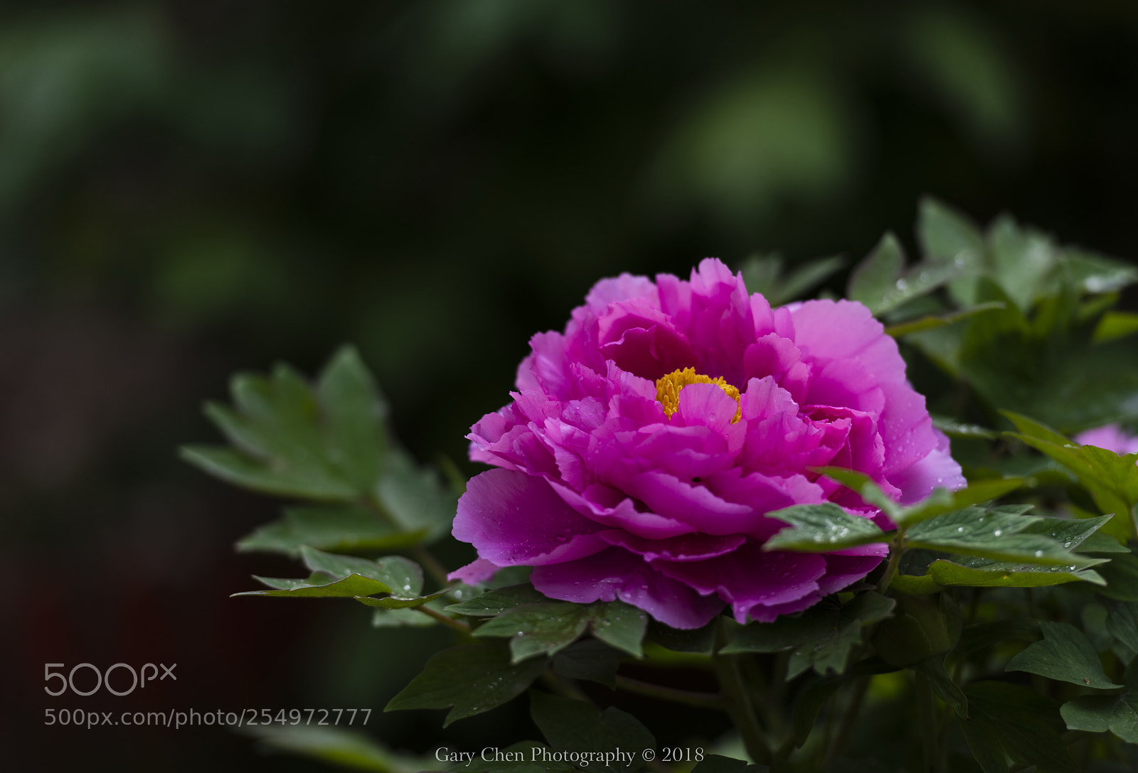 Nikon D810 sample photo. 闭月羞花 peony photography