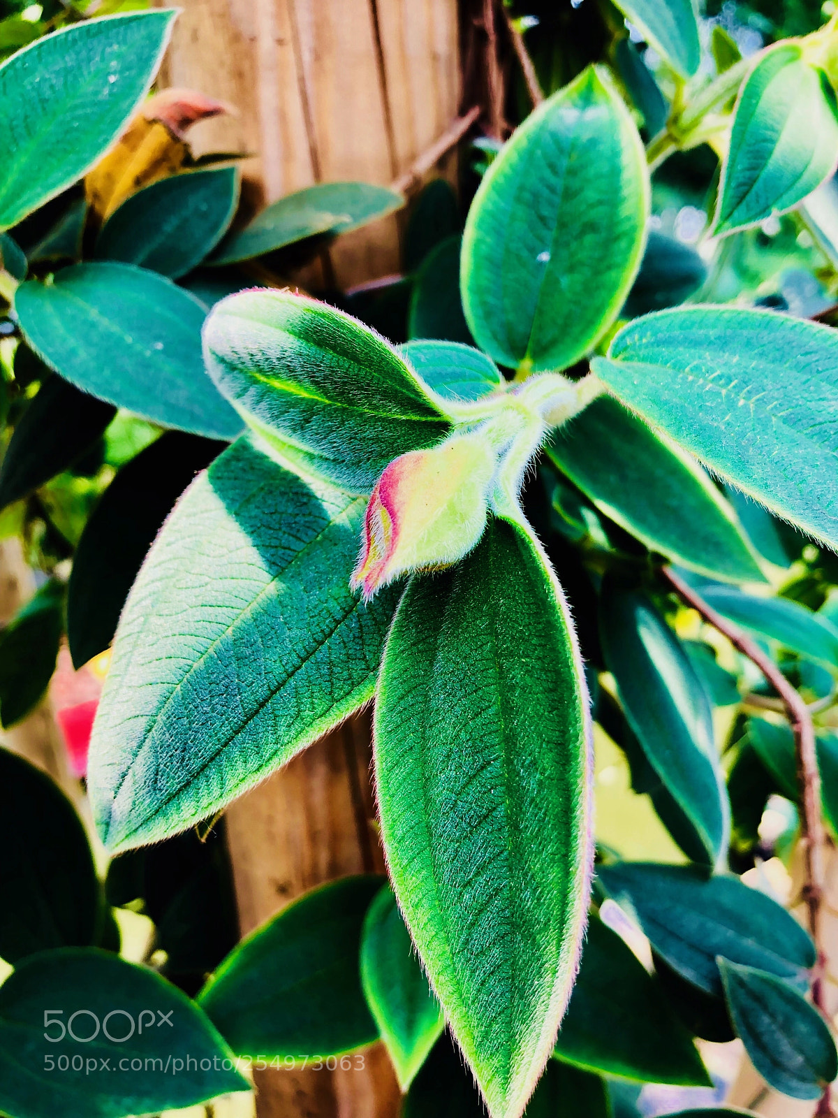 Apple iPhone 8 sample photo. Untitled photography