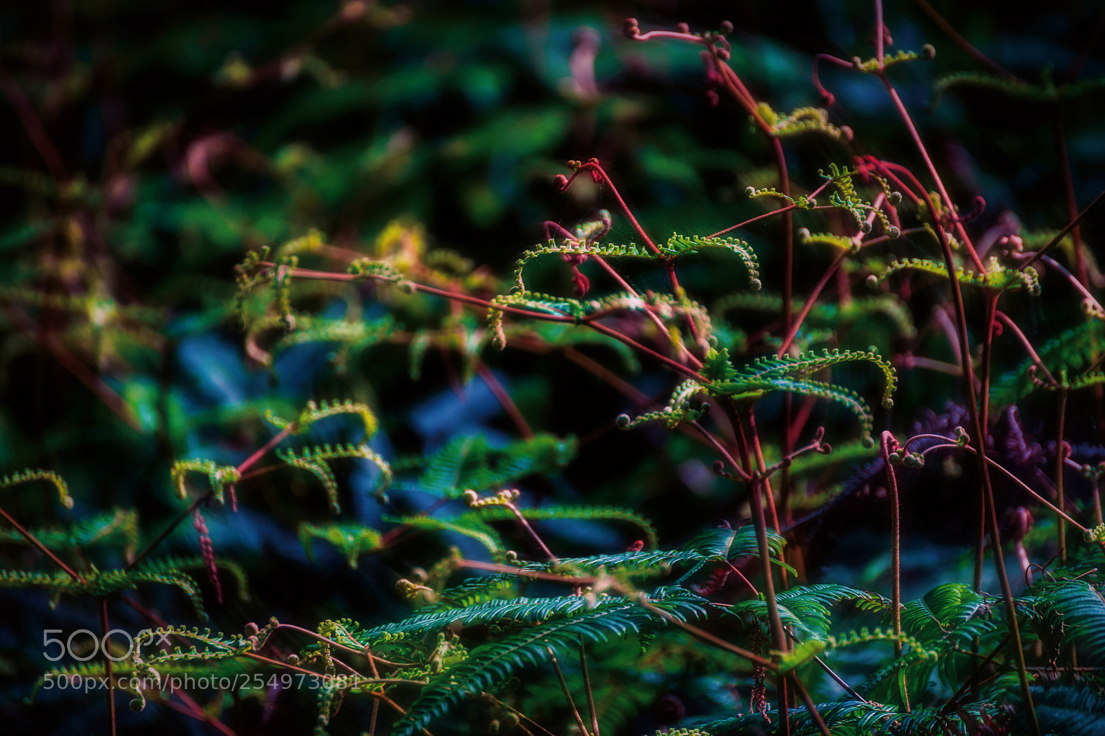 Nikon D5 sample photo. Blood vessel photography