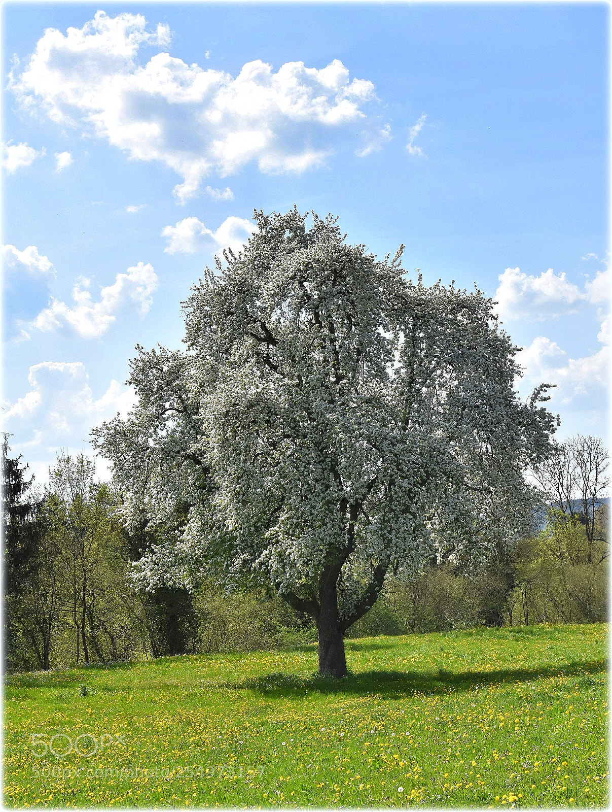 Nikon D7200 sample photo. "blossomtree" photography