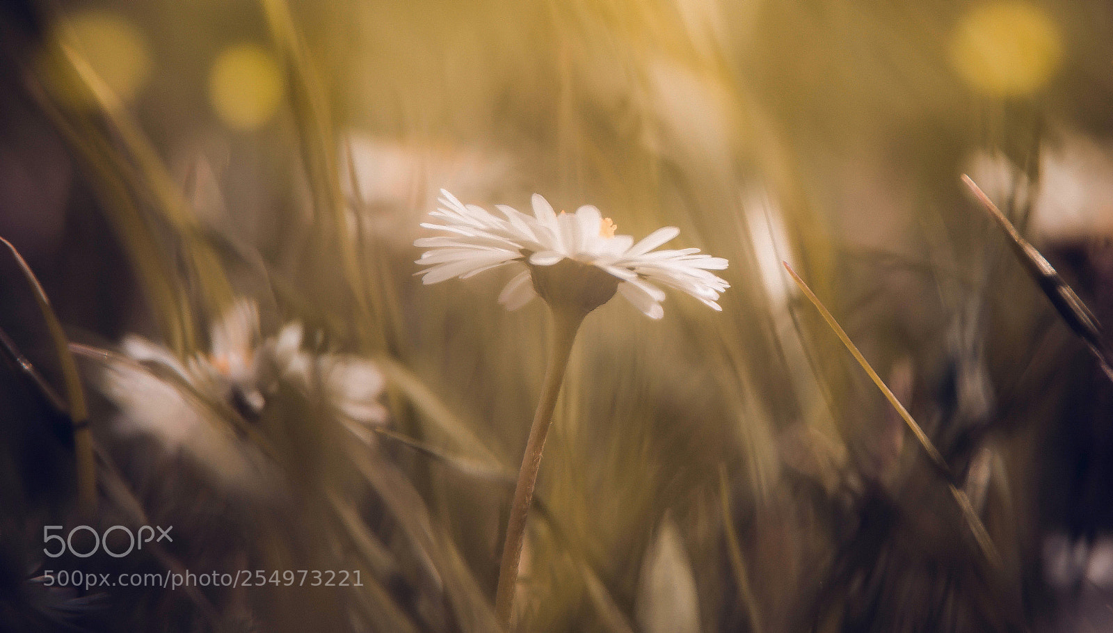 Canon EOS 70D sample photo. Gänseblümchen photography