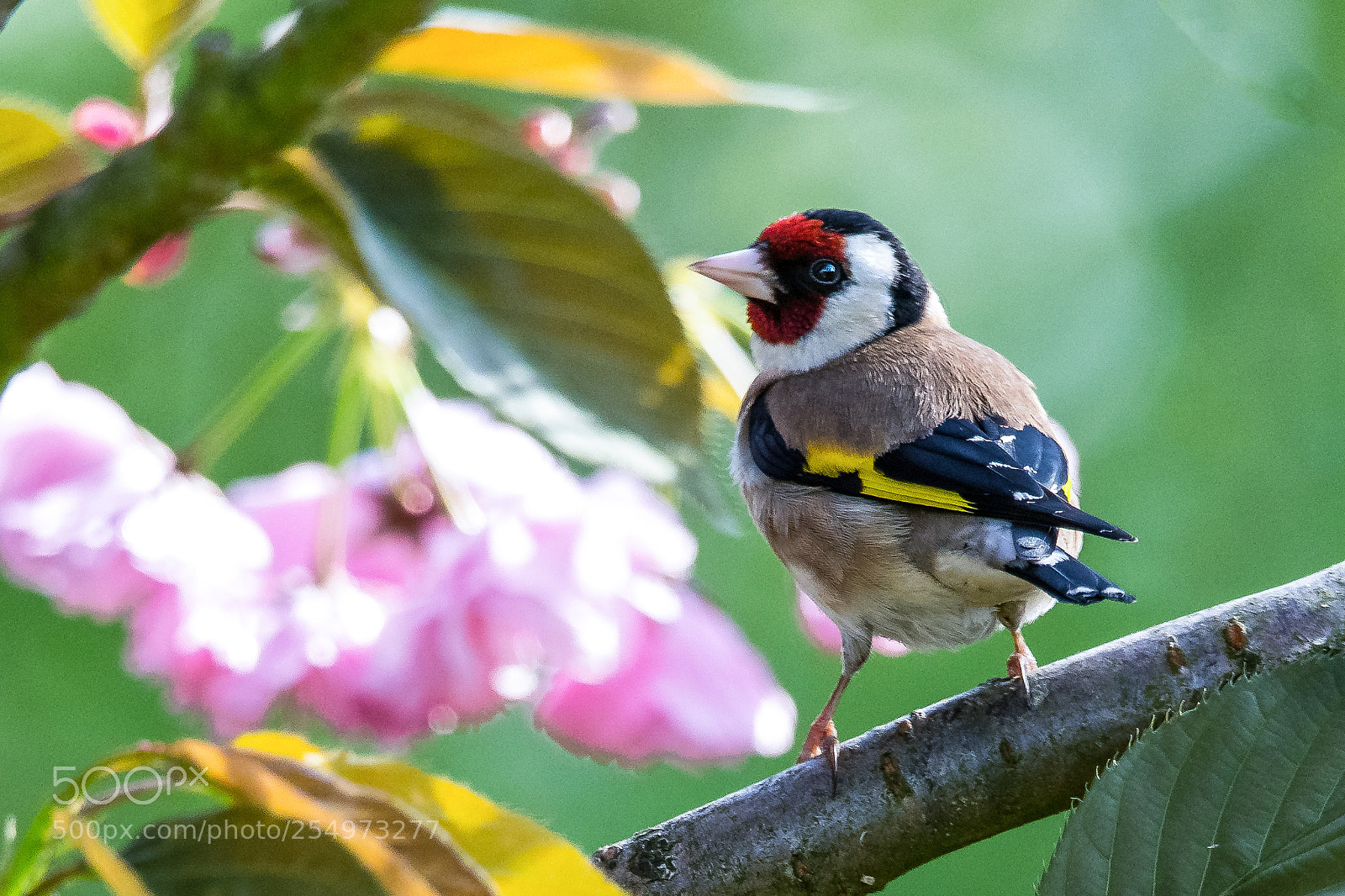 Nikon D850 sample photo. Goldfinch in spring photography