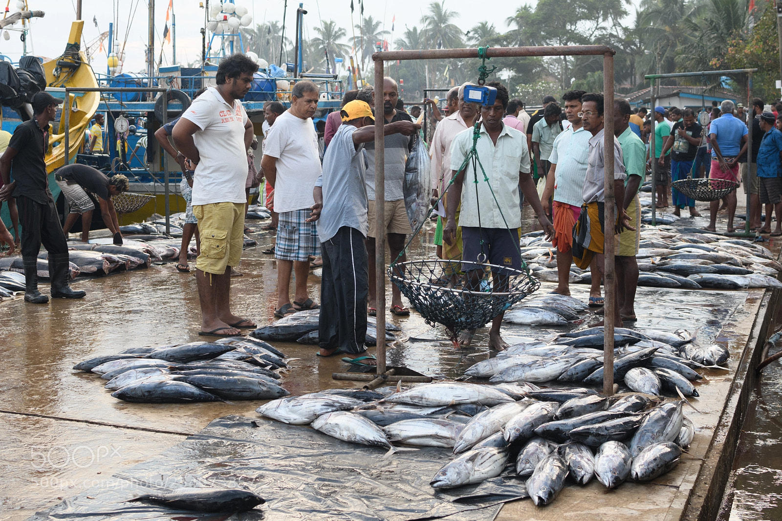 Nikon D7500 sample photo. Fish market photography