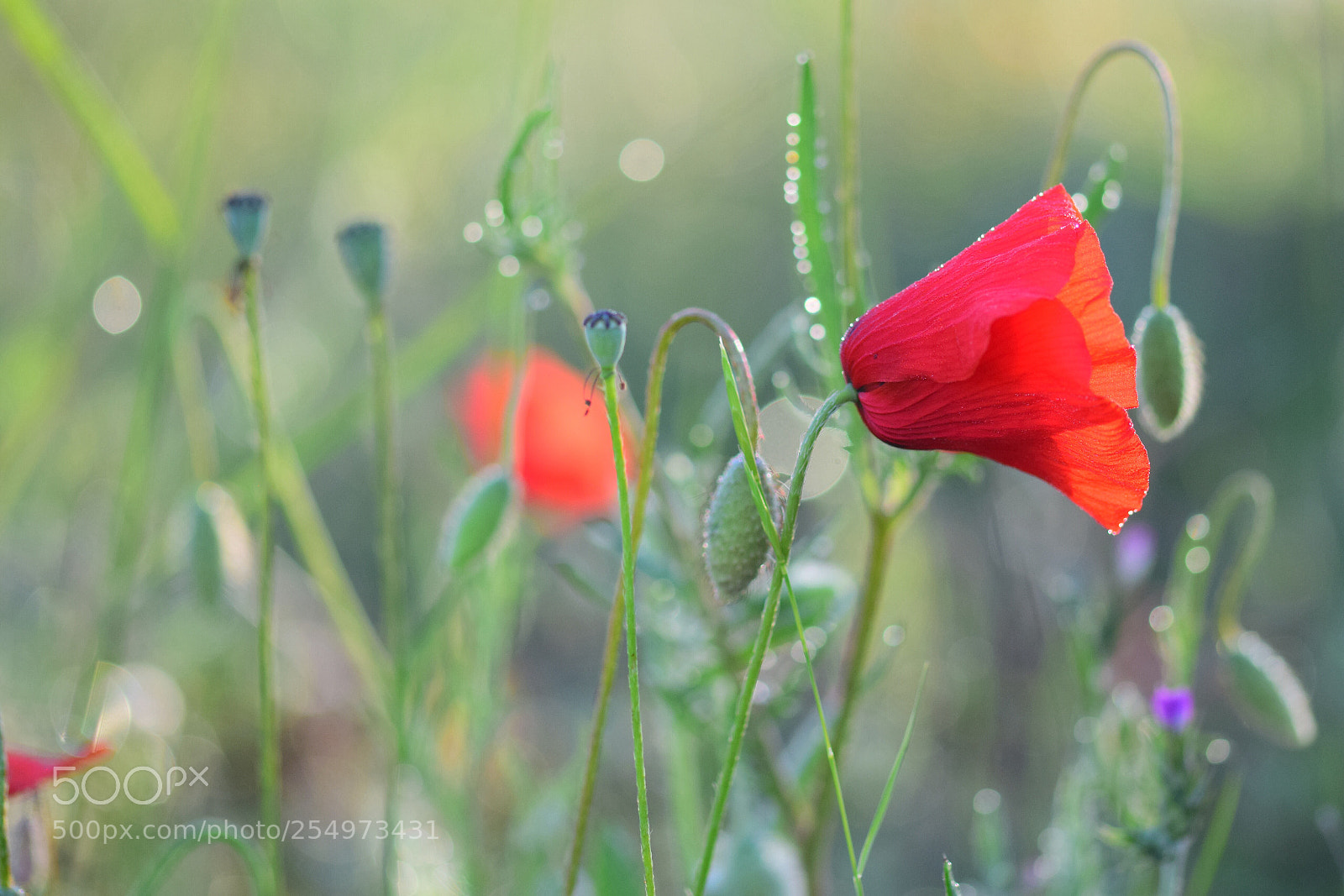 Nikon D3300 sample photo. Poppies  photography