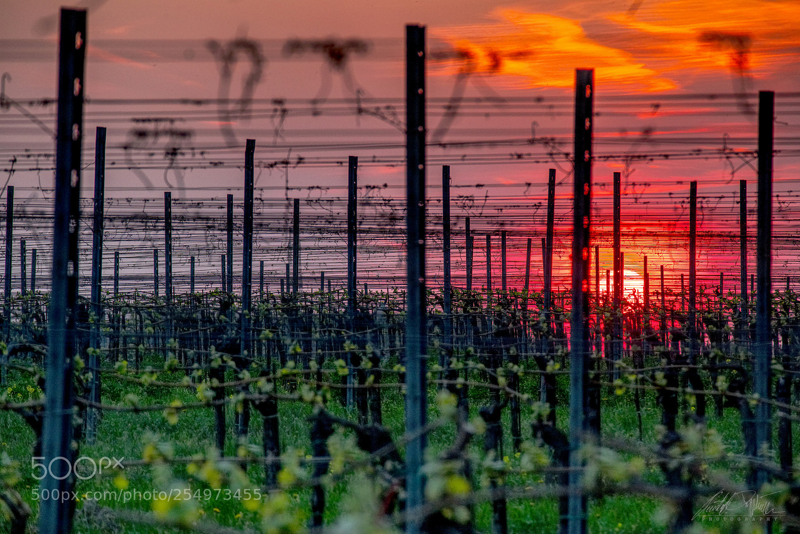 Canon EOS M6 sample photo. Sunset at the vinyard photography