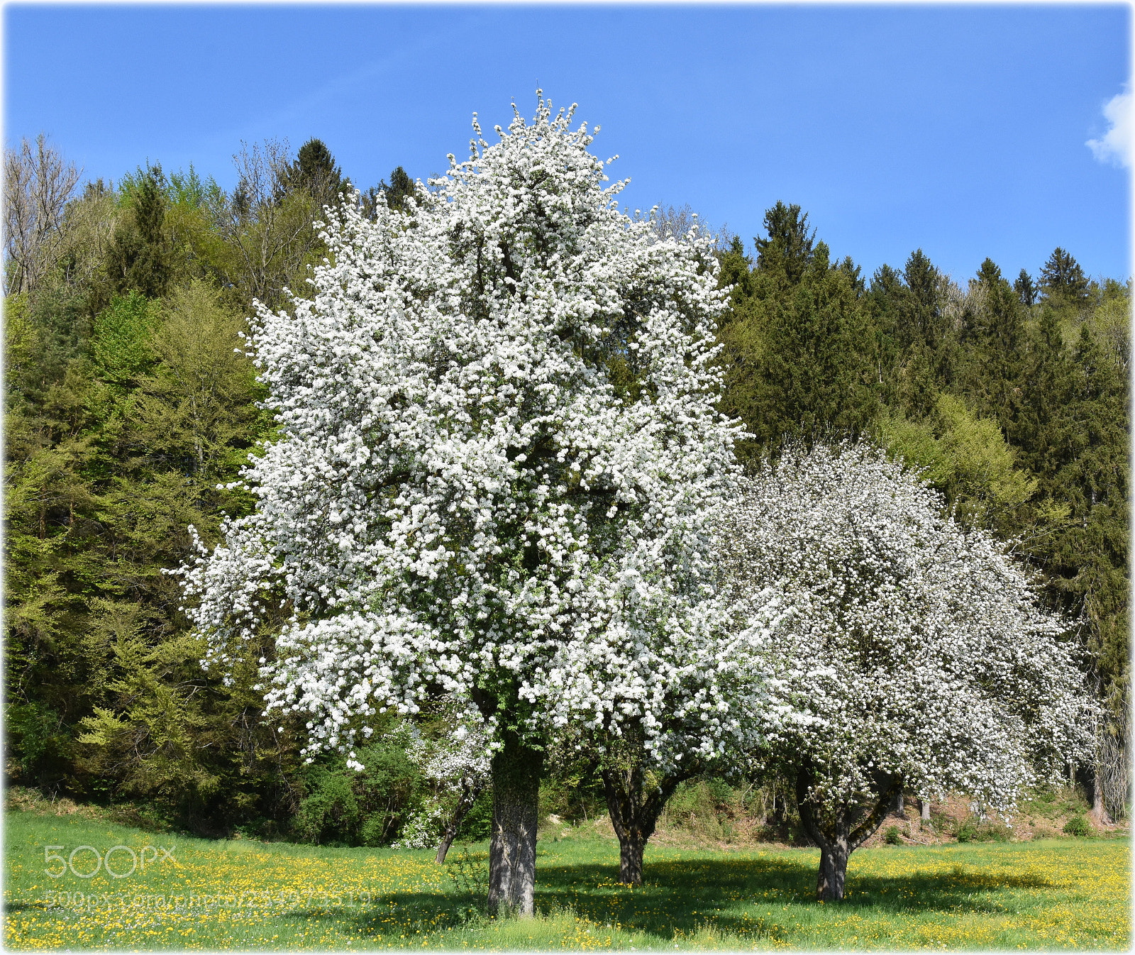 Nikon D7200 sample photo. "blossomtrees" photography