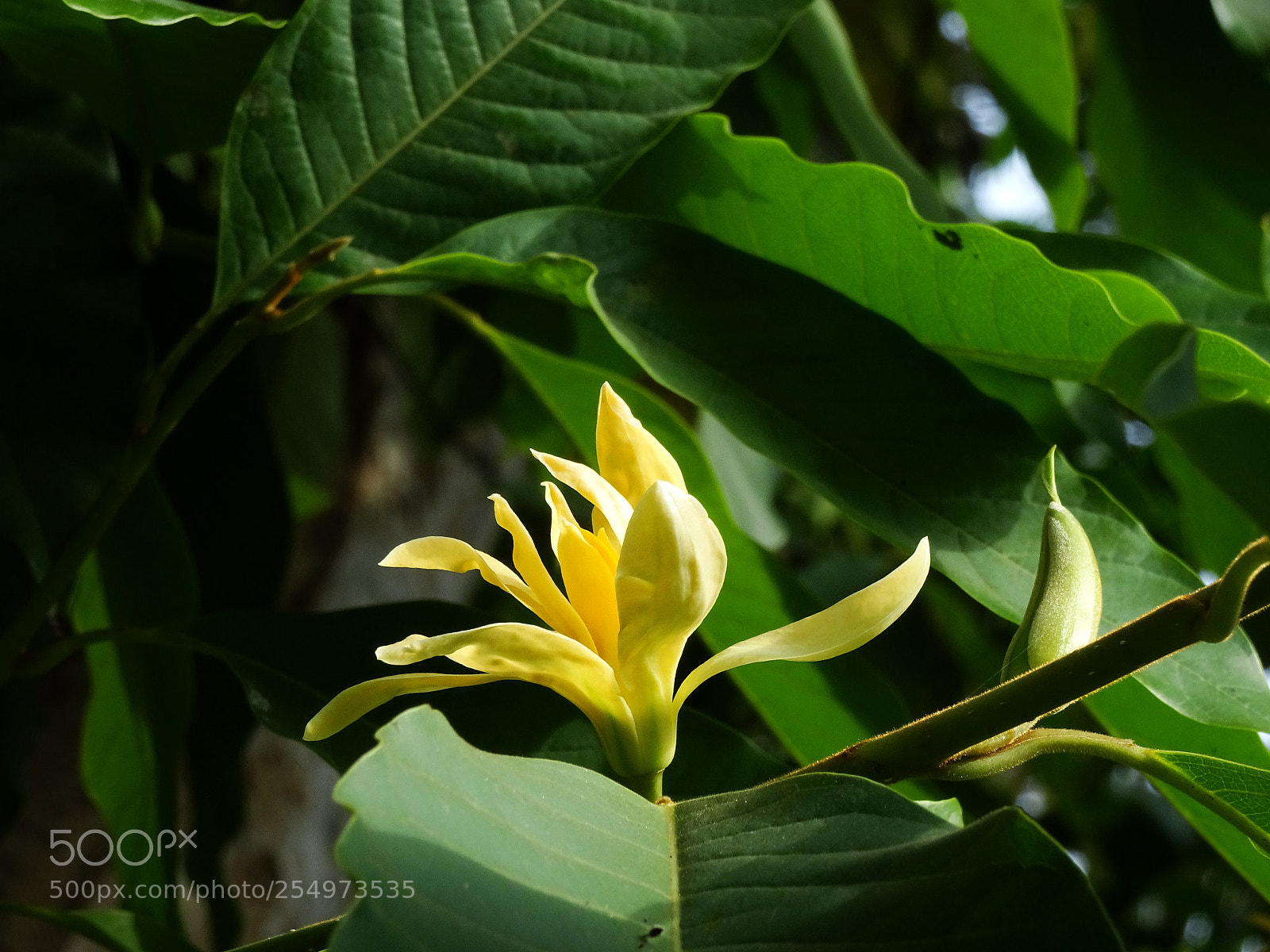 Sony Cyber-shot DSC-HX90V sample photo. Magnolia champaca photography