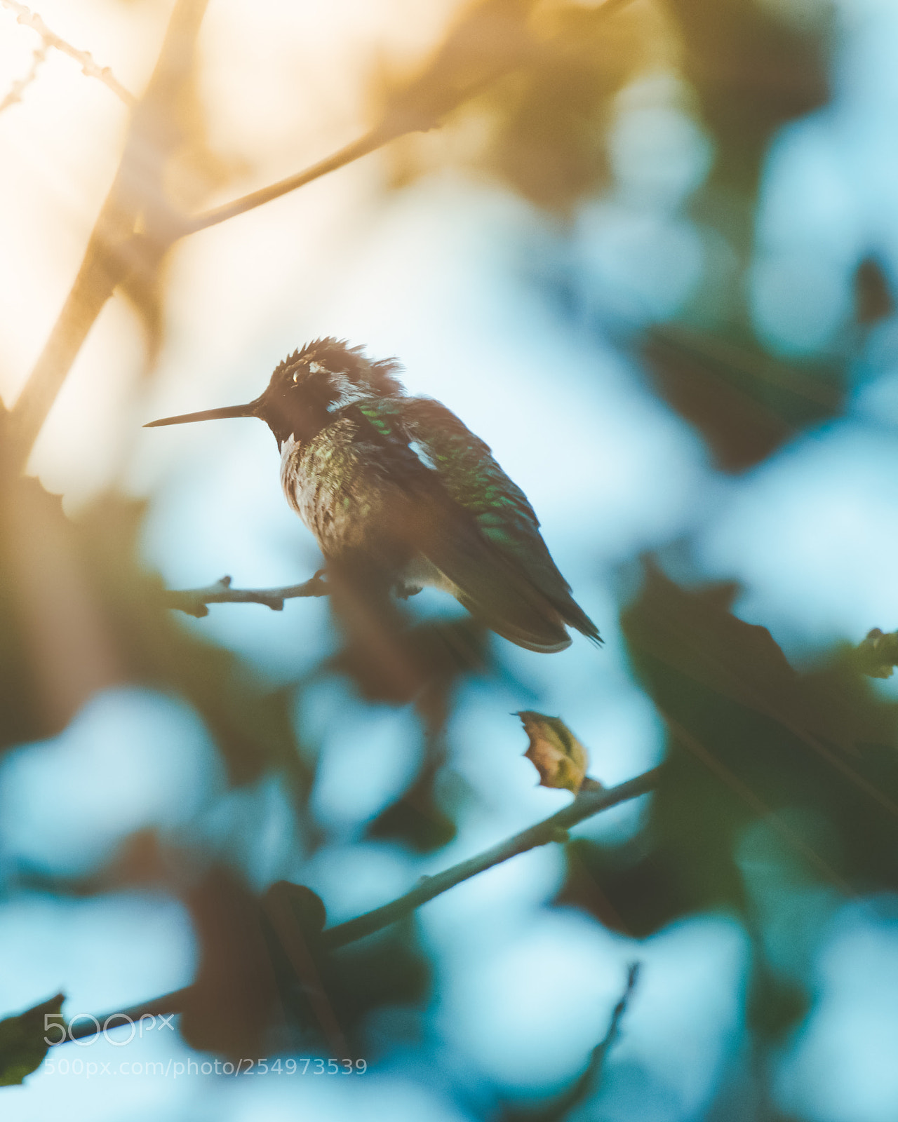 Nikon D7200 sample photo. Costa's humming bird photography