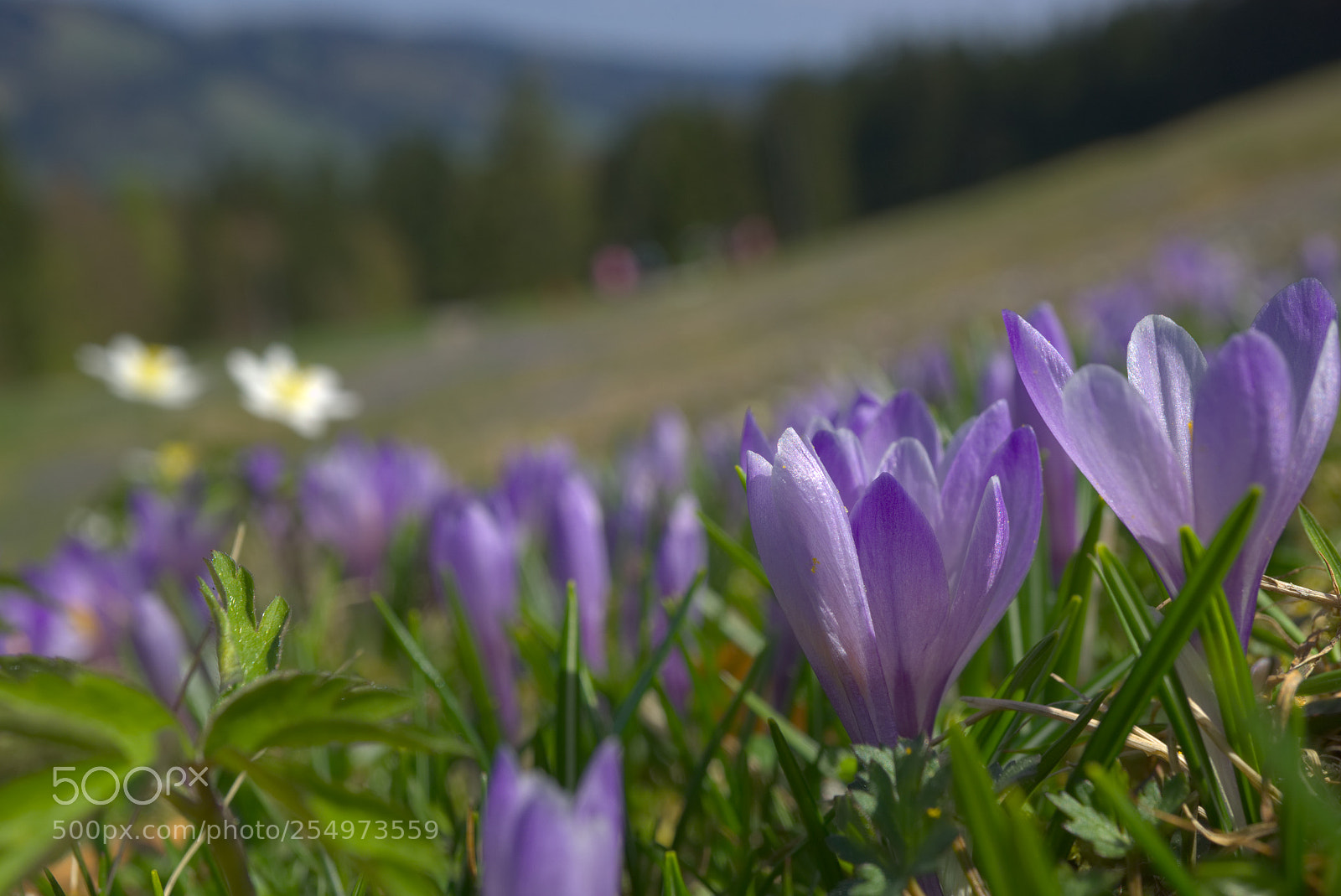 Sony a6000 sample photo. Krokus lila photography