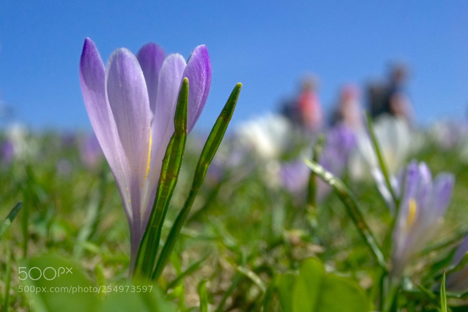Sony a6000 sample photo. Krokus lila photography