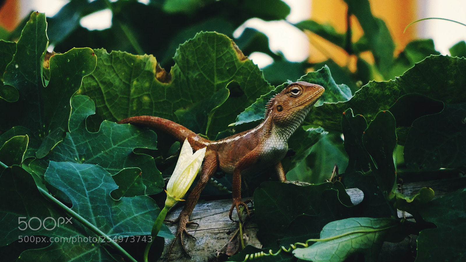 Sony Cyber-shot DSC-WX350 sample photo. Reptile photography