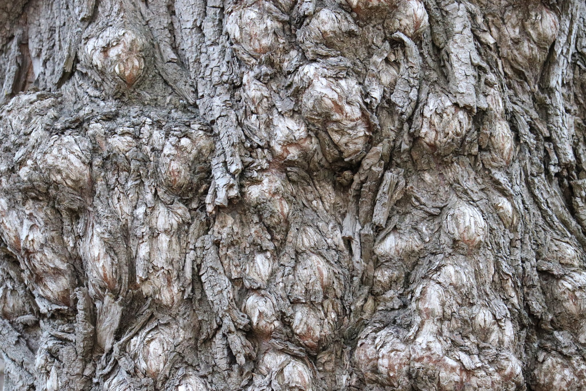 Canon EF-S 55-250mm F4-5.6 IS STM sample photo
