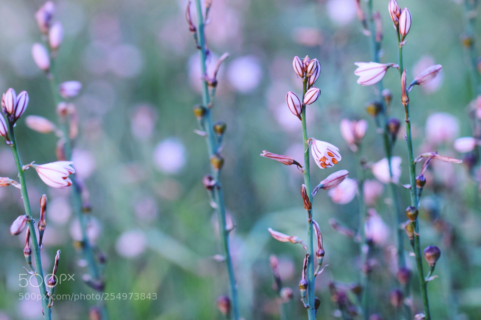 Nikon D3300 sample photo. Tiny plants photography