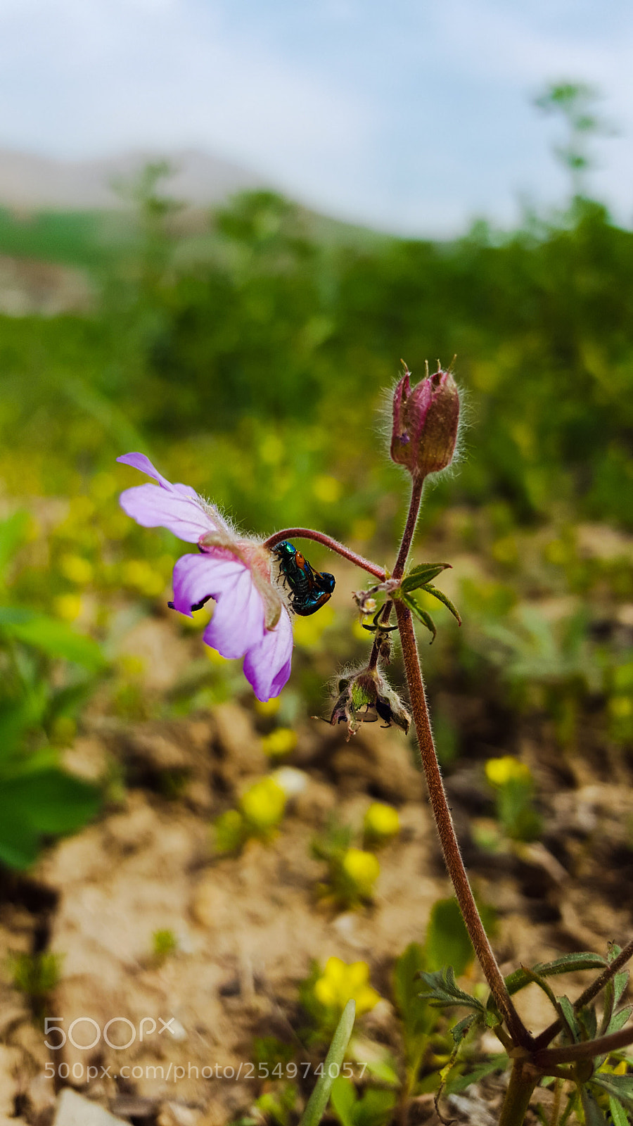 Samsung GALAXY S6 edge sample photo. Untitled photography