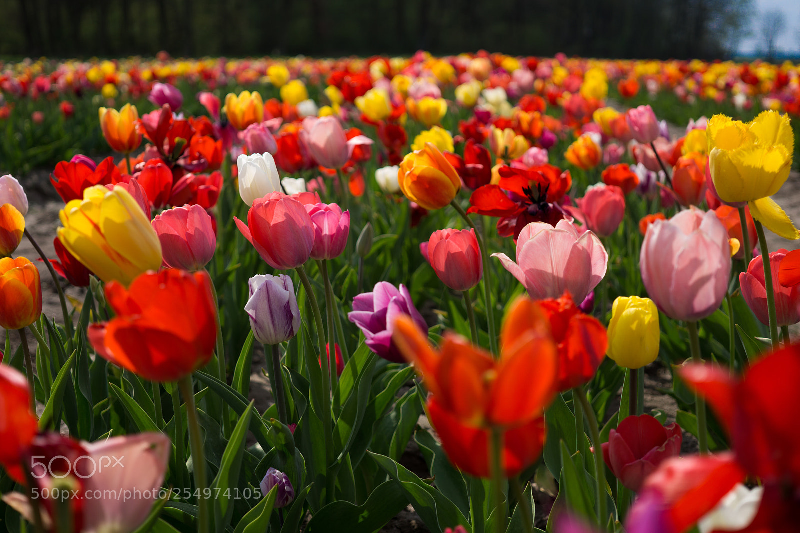 Sony a6000 sample photo. Flowers  photography