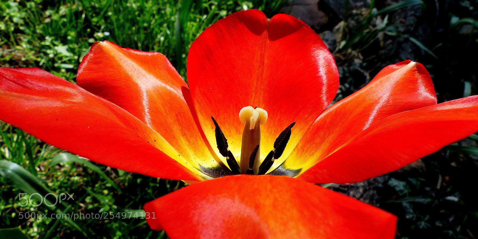 Panasonic Lumix DMC-FZ200 sample photo. Tulip macro. photography