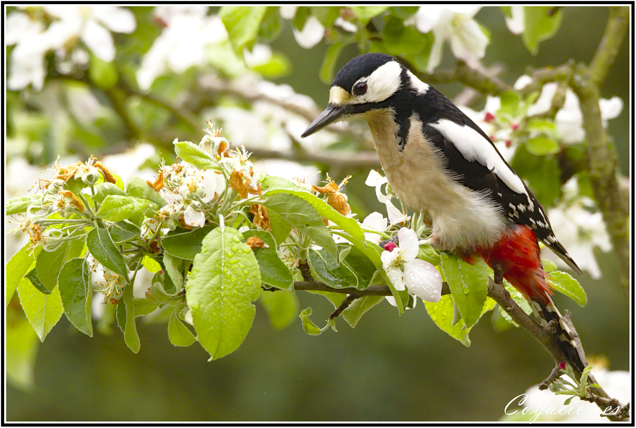 Canon EOS 7D Mark II sample photo. Pico picapinos ♀ (dendrocopos major) photography