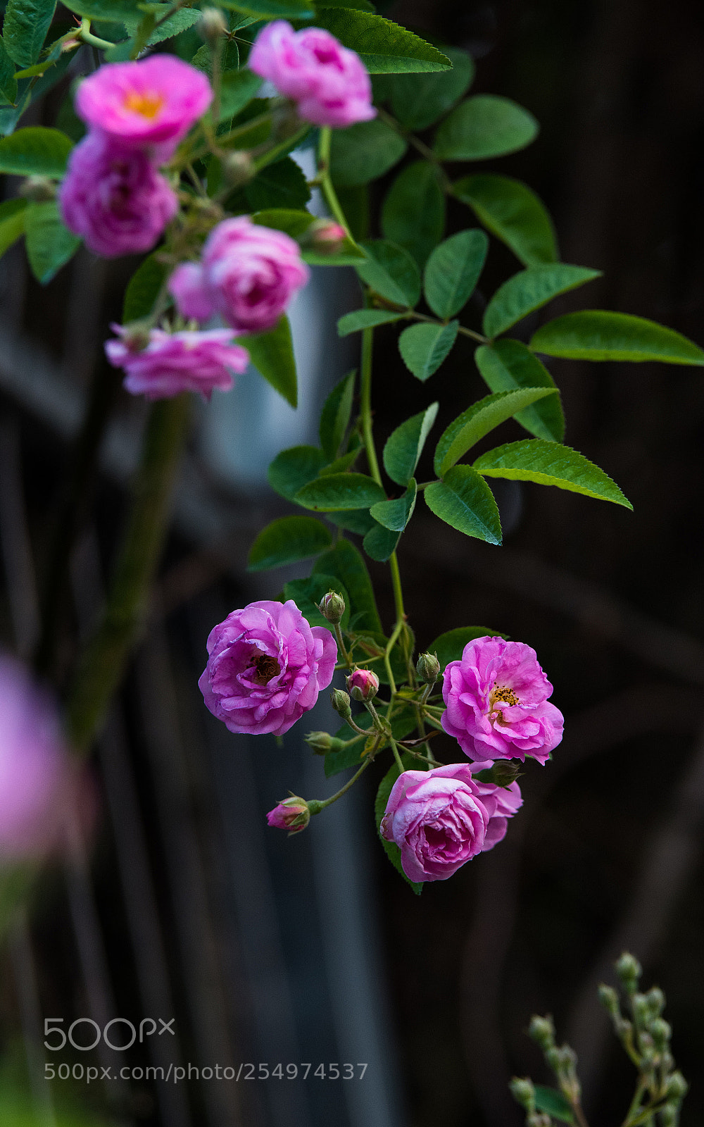 Nikon D810 sample photo. Untitled photography