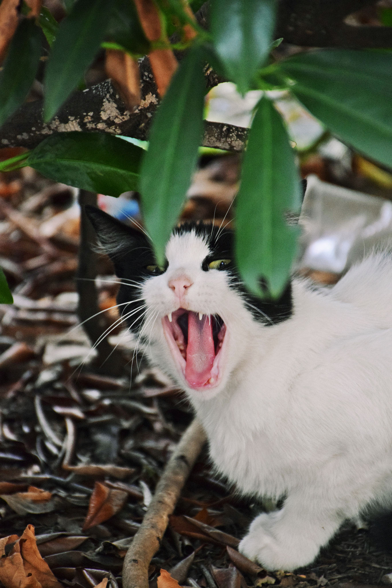Nikon D3300 sample photo. Heeeeey! photography