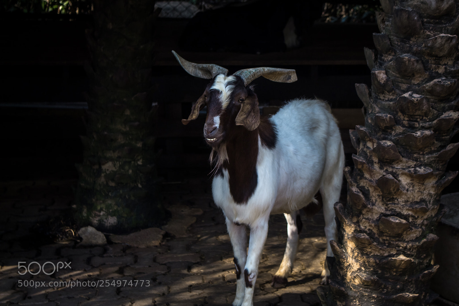 Canon EOS 700D (EOS Rebel T5i / EOS Kiss X7i) sample photo. Smiling goat photography