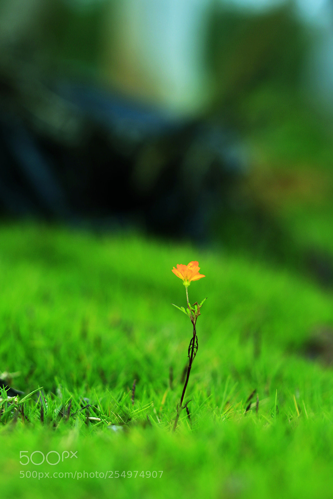 Canon EOS-1D X sample photo. Untitled photography