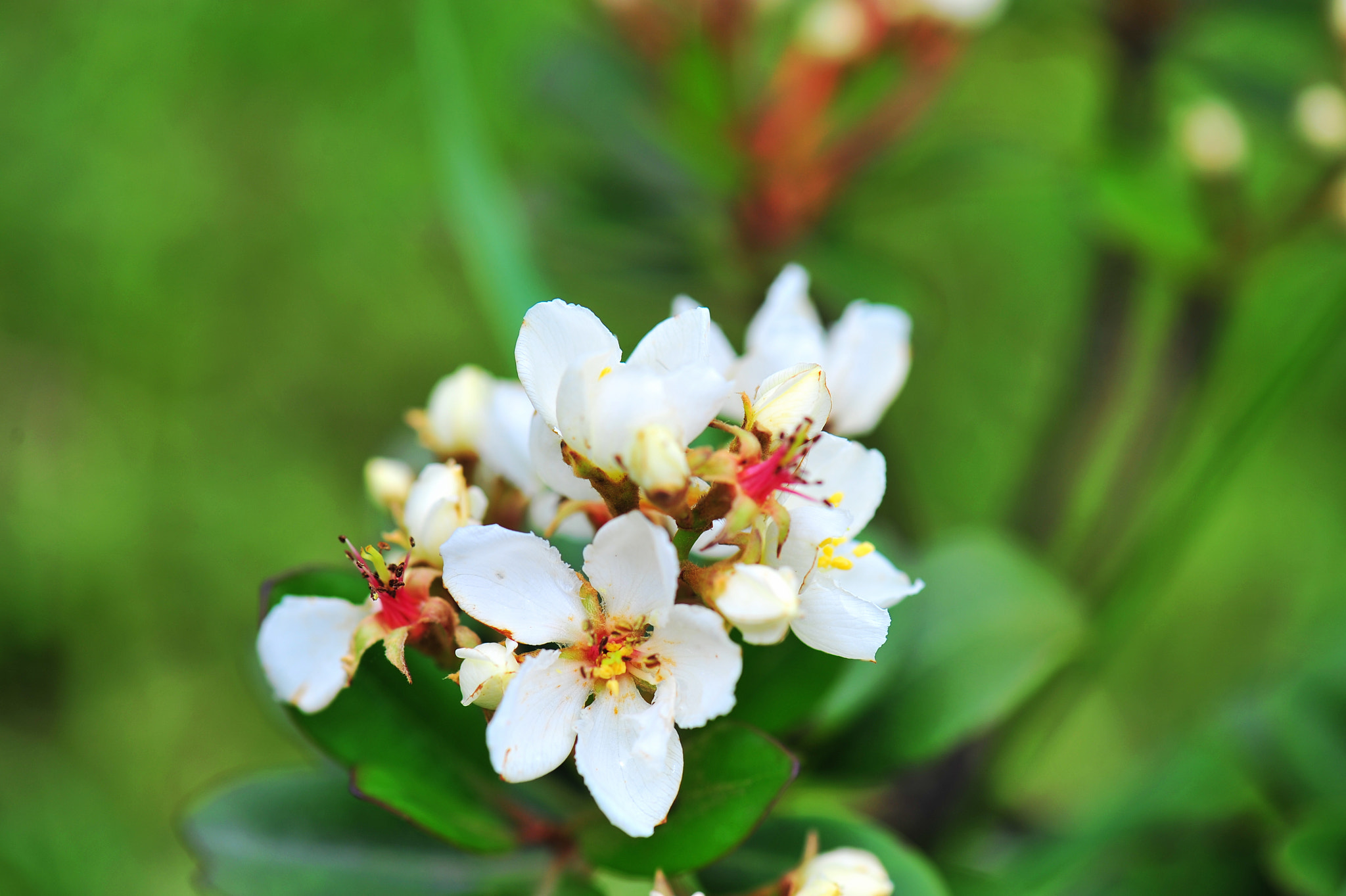 Nikon AF-S Micro-Nikkor 105mm F2.8G IF-ED VR sample photo