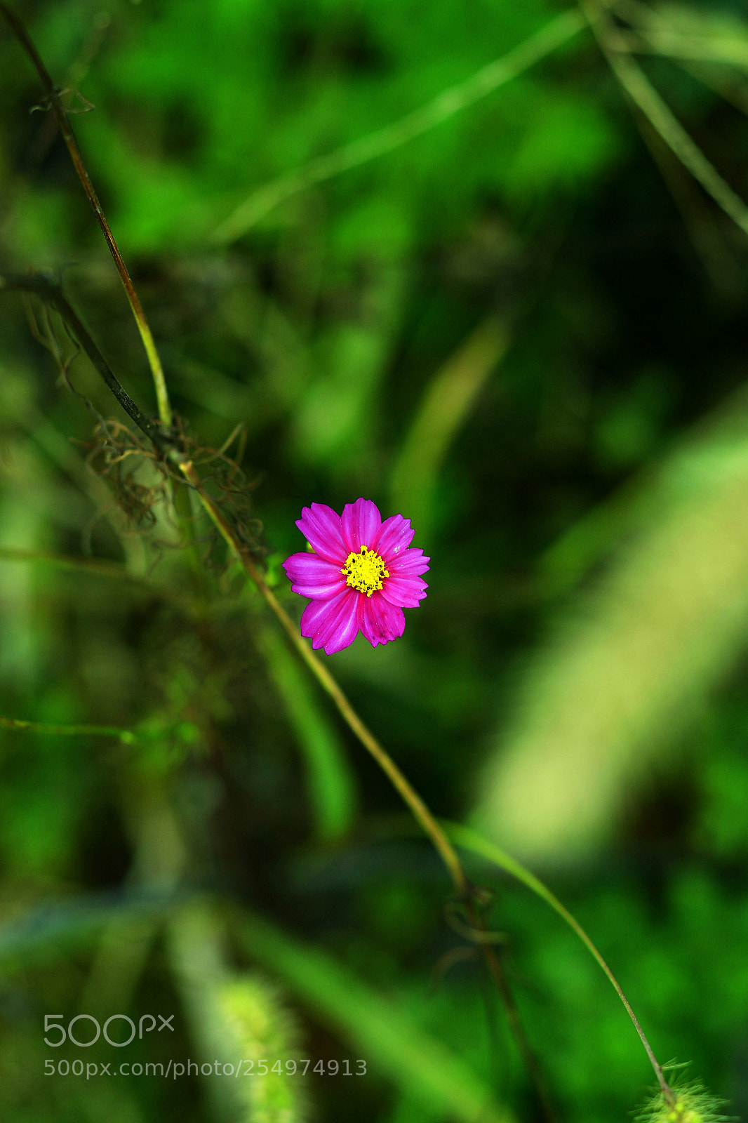 Canon EOS-1D X sample photo. Untitled photography