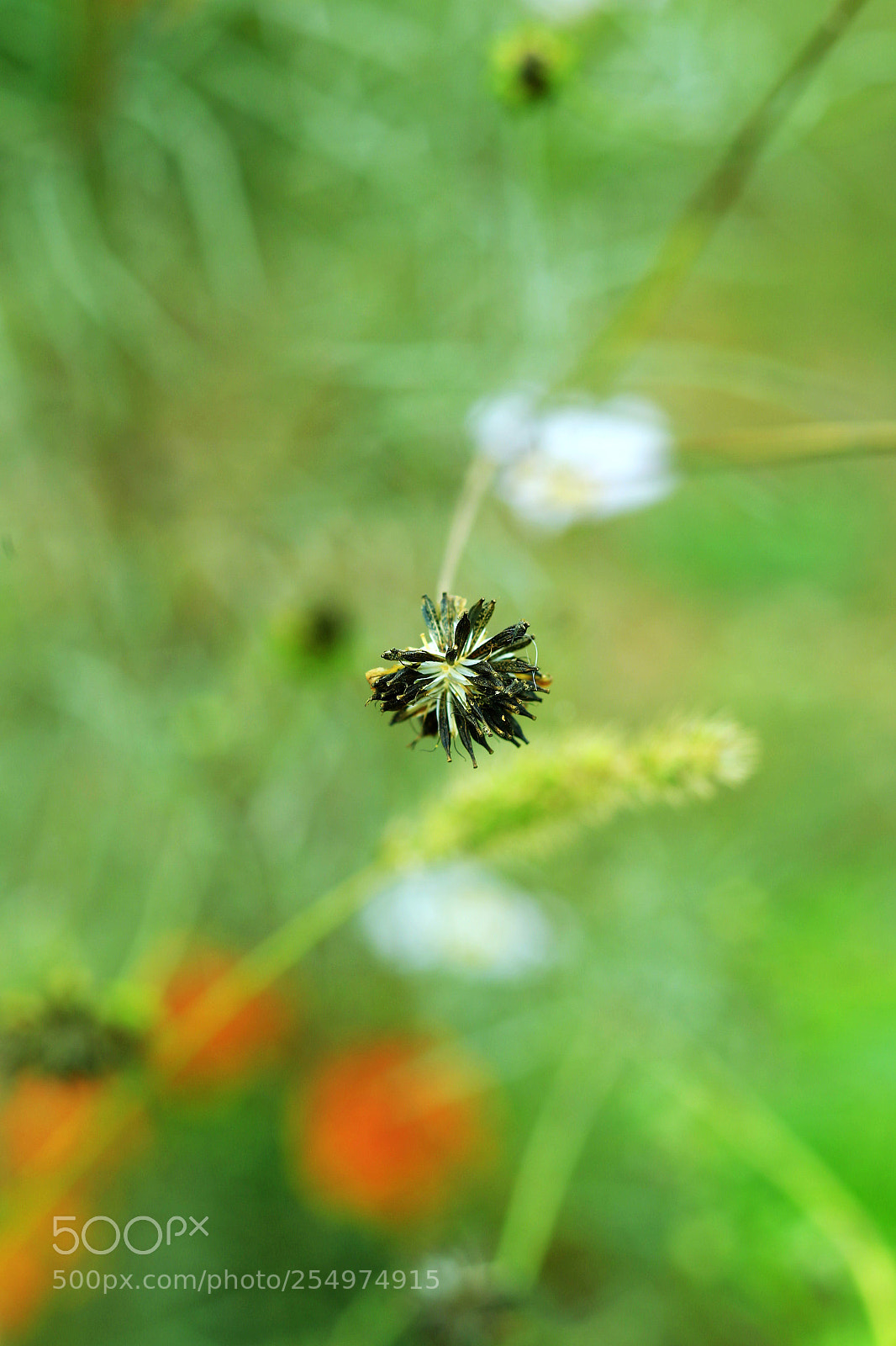 Canon EOS-1D X sample photo. Untitled photography