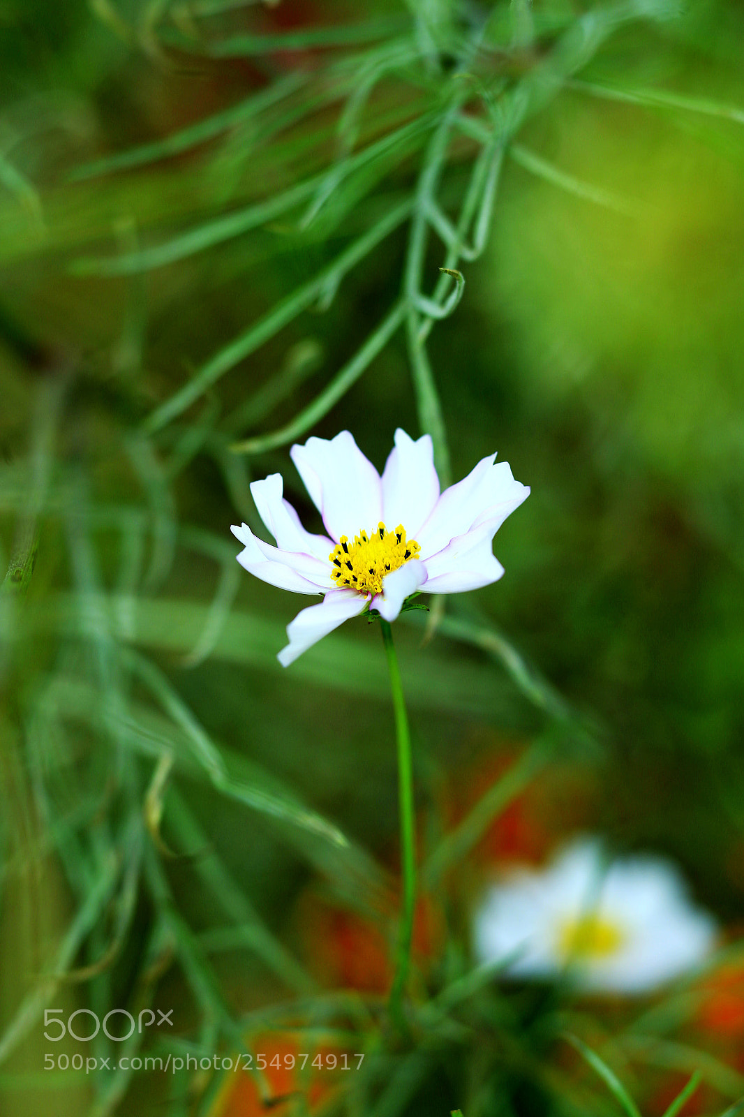 Canon EOS-1D X sample photo. Untitled photography