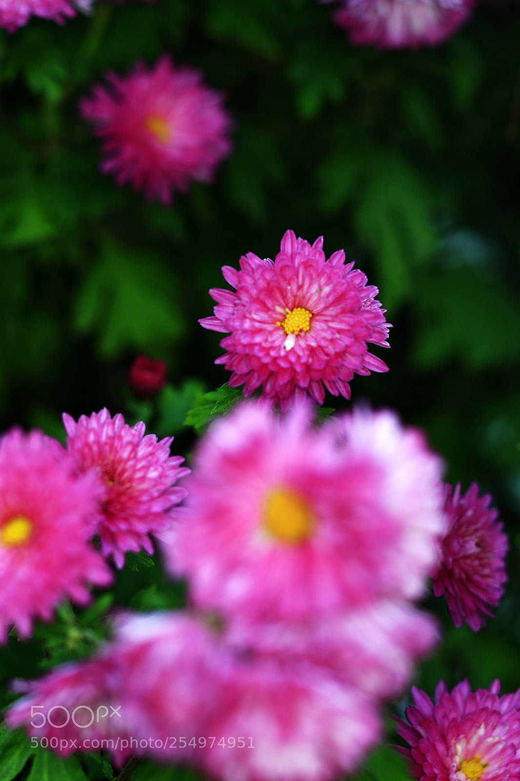 Canon EOS-1D X sample photo. Untitled photography