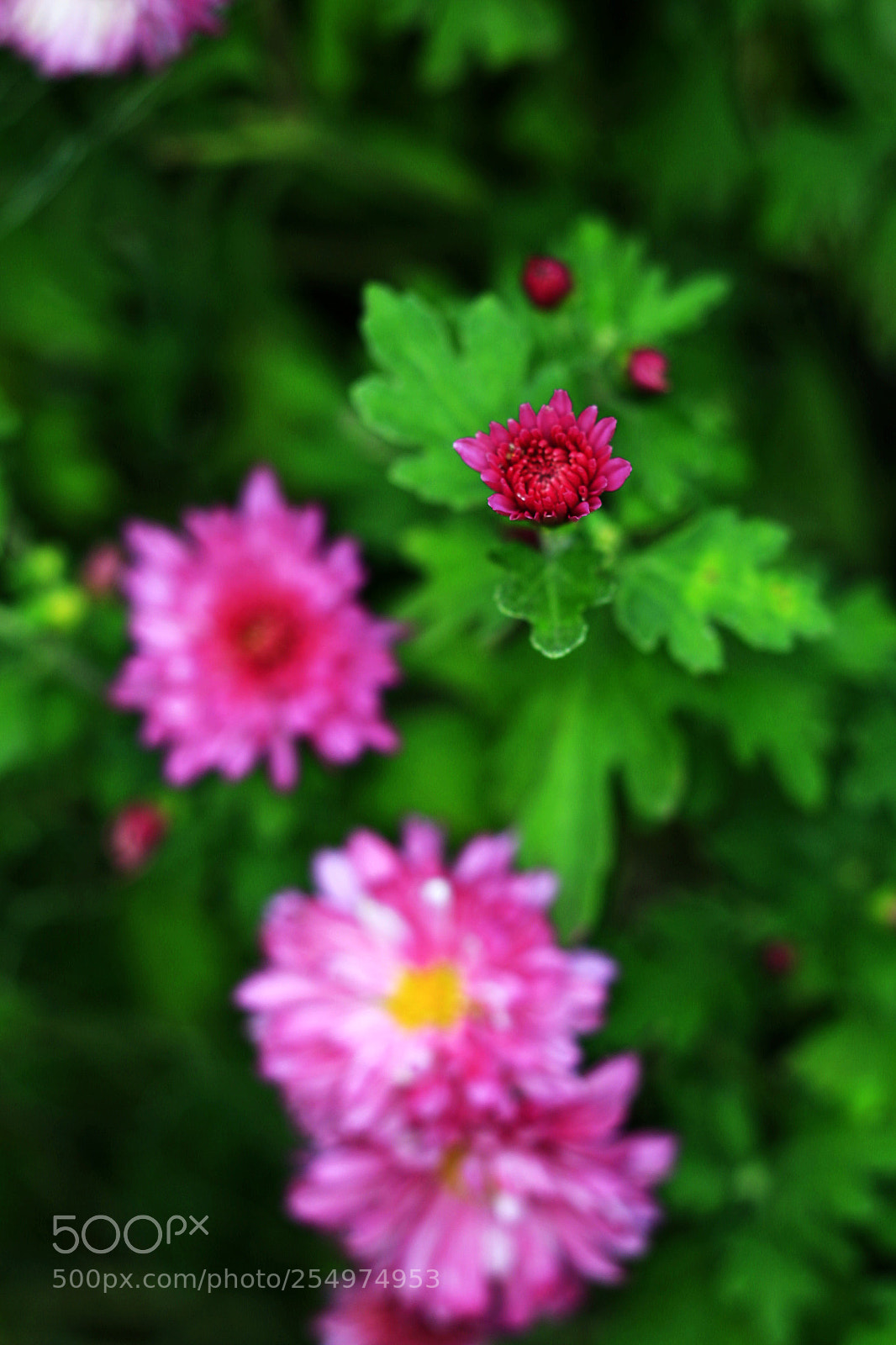 Canon EOS-1D X sample photo. Untitled photography