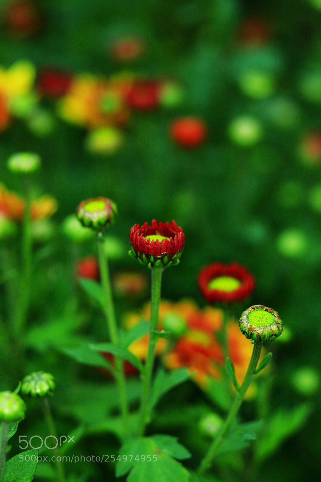 Canon EOS-1D X sample photo. Untitled photography