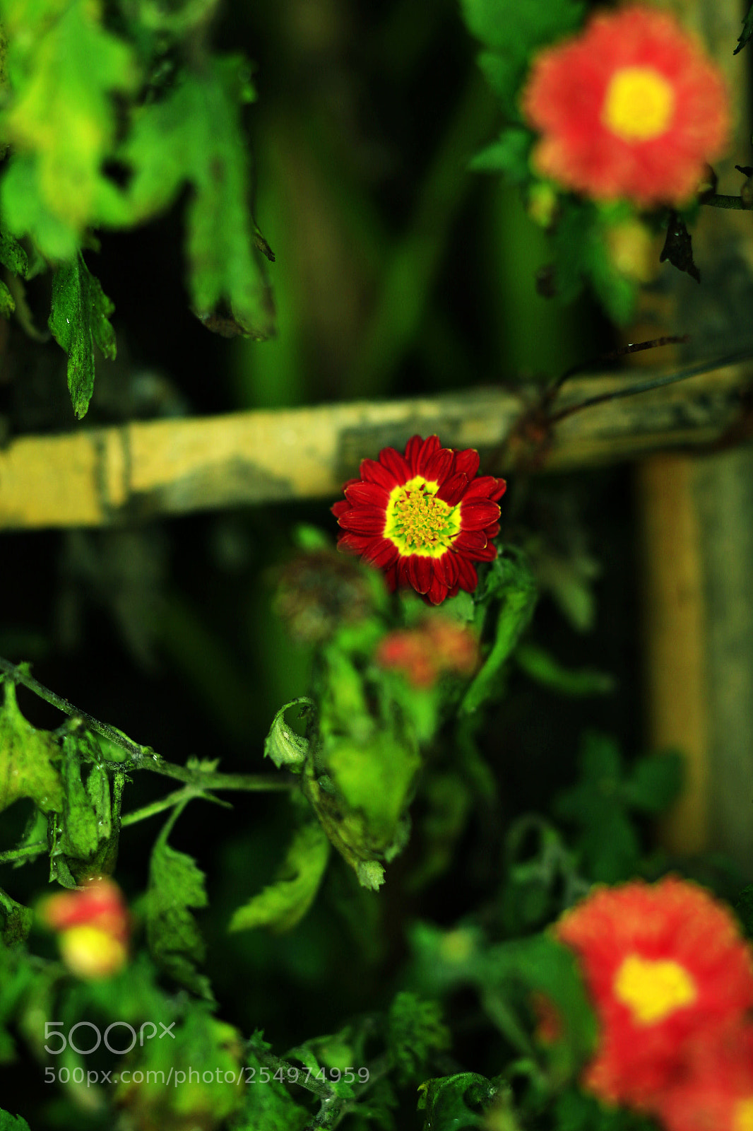 Canon EOS-1D X sample photo. Untitled photography
