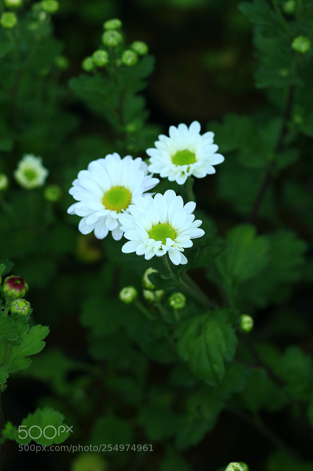 Canon EOS-1D X sample photo. Untitled photography