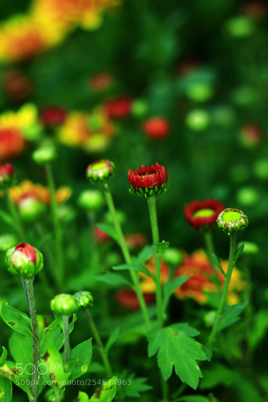 Canon EOS-1D X sample photo. Untitled photography