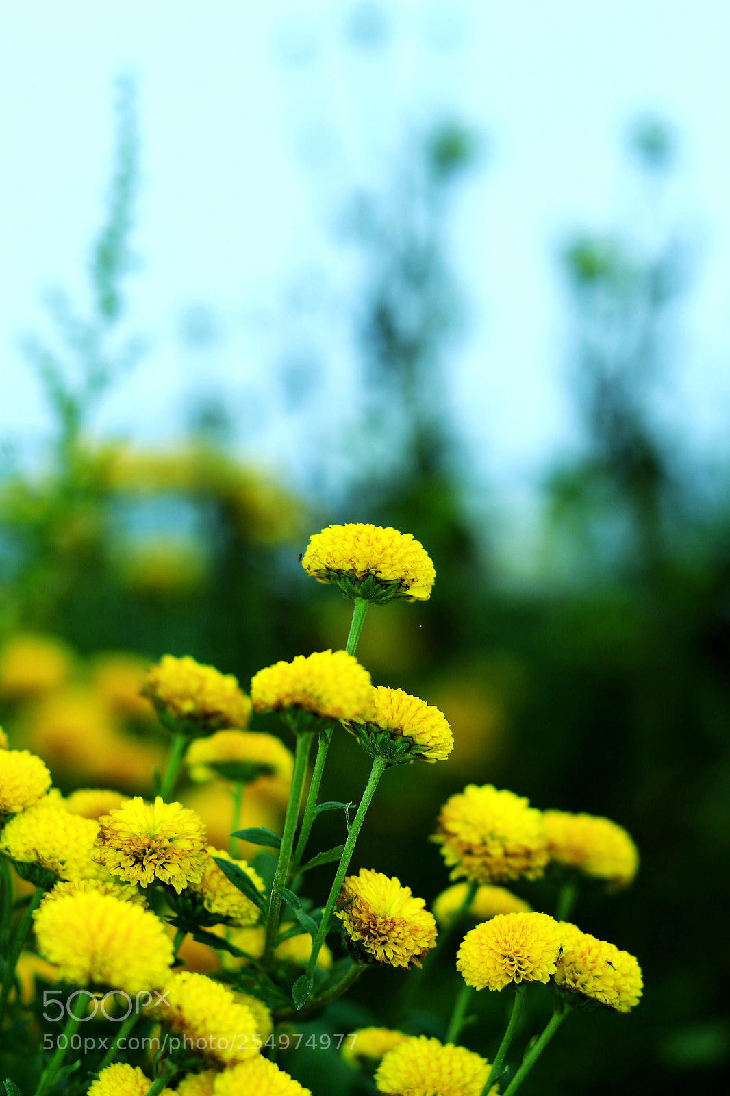 Canon EOS-1D X sample photo. Untitled photography
