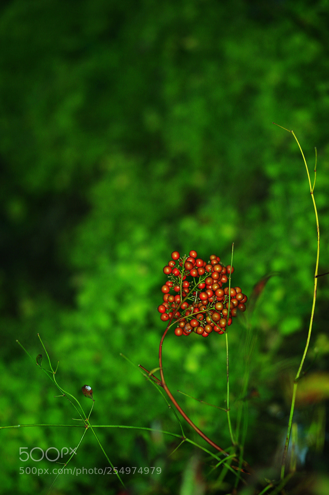 Canon EOS-1D X sample photo. Untitled photography