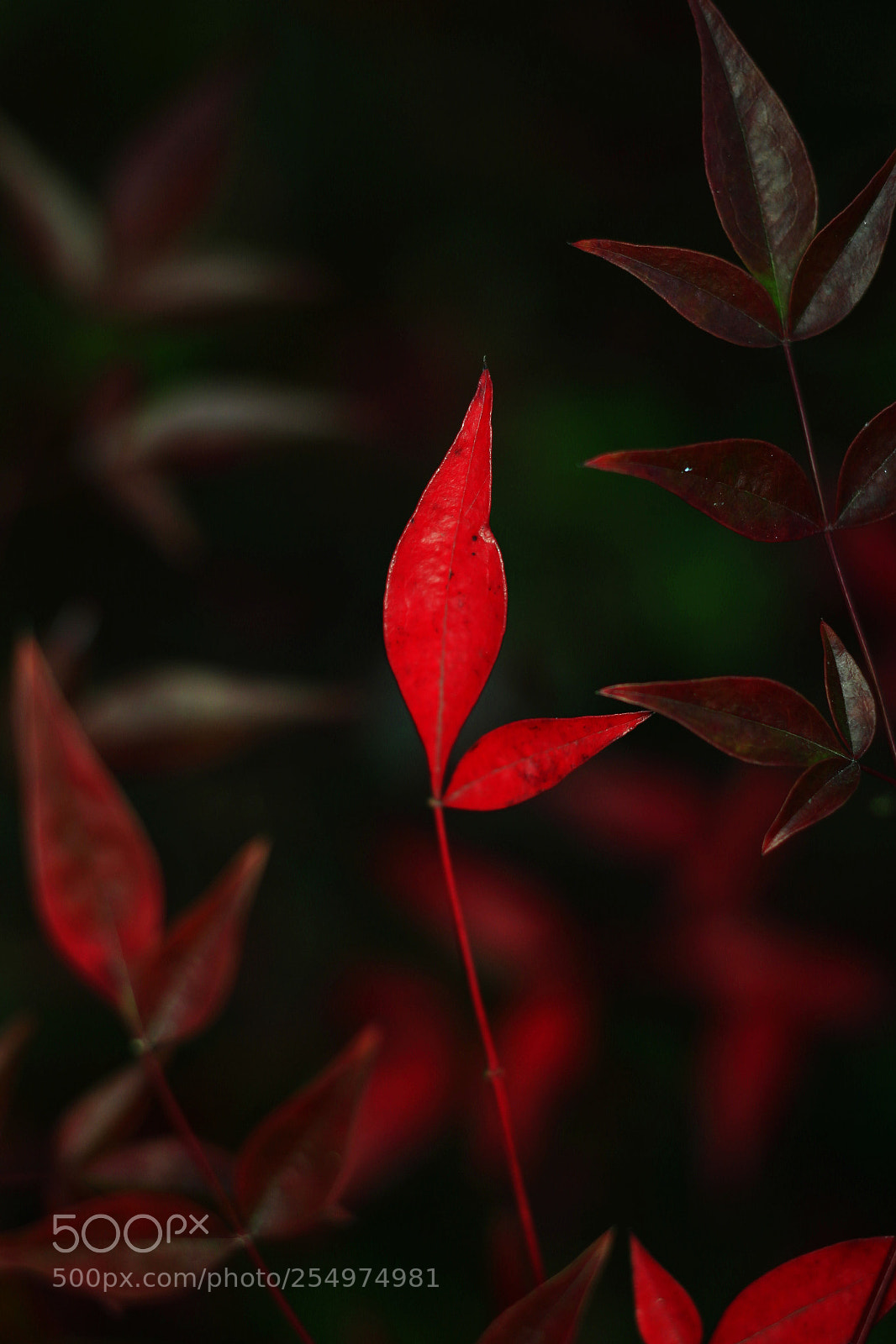 Canon EOS-1D X sample photo. Untitled photography